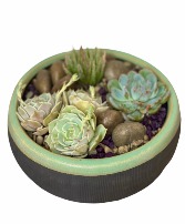 Succulent Garden 