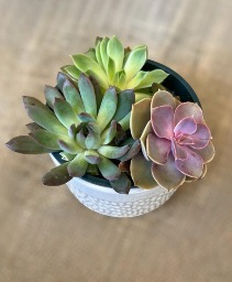Succulent Garden 