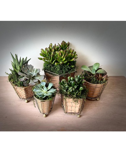 Succulent Garden 
