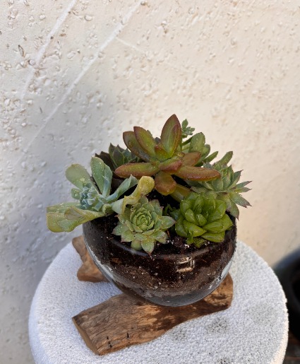 Succulent Garden 