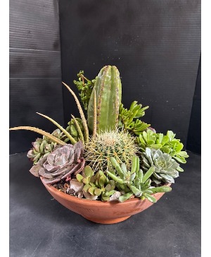 Succulent Garden 