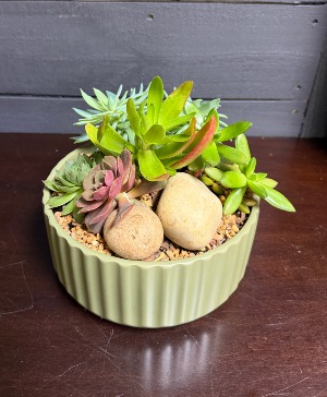 Succulent garden 
