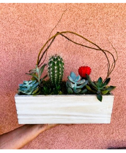 Succulent Garden 