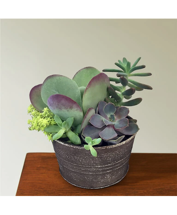 Succulent Garden  in Granbury, TX | Domino's Blooms