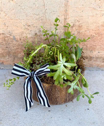 Premium Succulent Garden  