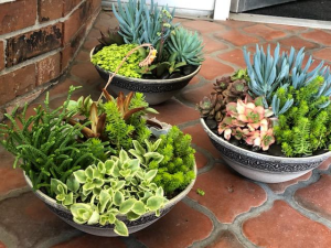 white pots for succulents 47th & Main main image 0