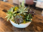 Succulent Garden (Assorted Sizes) 