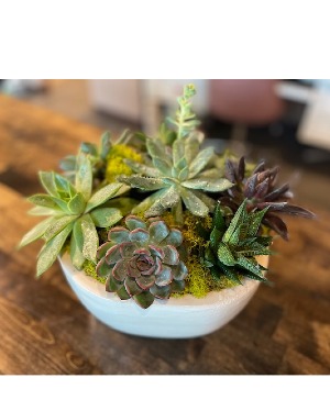 Succulent Garden (Assorted Sizes) 