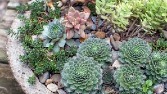 Succulent Garden 