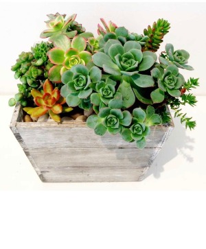 succulent Garden  Box Shape Varies Plants