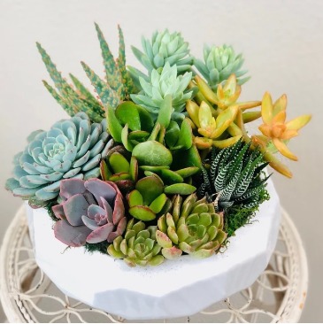 Succulent Garden Designer's Choice  in Vacaville, CA | Vior Floral Art
