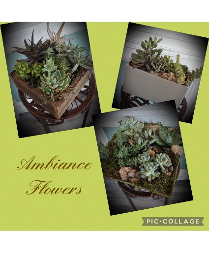 Succulent Garden Designers zchoice 