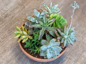 Succulent Garden  Dish Garden 