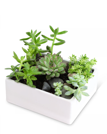 Succulent Garden Plant