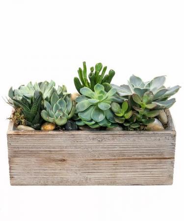 Succulent Garden in a Wooden Box 
