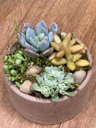Succulent Garden in Artist Crafted Dish Succulent Garden