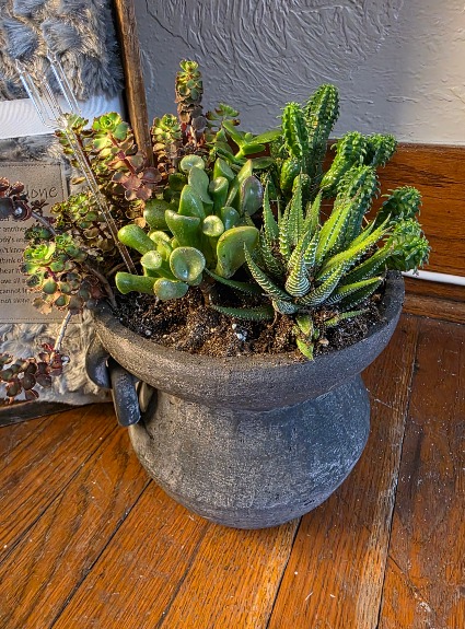 Succulent Garden in Black Pot 