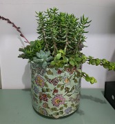 Succulent Garden in Floral Pot 