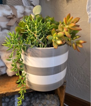 Succulent Garden in Grey & White Pot 
