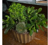 Succulent Garden in scalloped container 