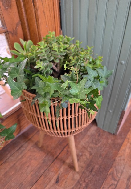 Succulent Garden in Wicker Stand 