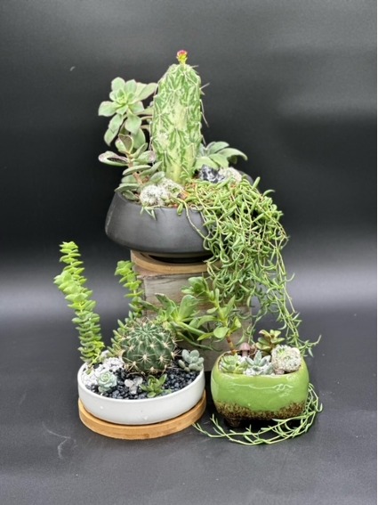Succulent Garden Mix Custom Original