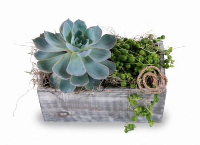 Succulent Garden Mixed succulents in wooden container