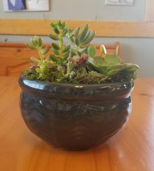 Succulent Garden(6in) Plant