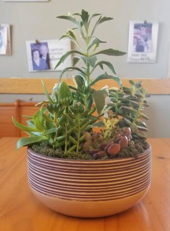 Succulent Garden(8in) Plant