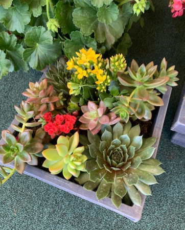 Succulent Garden Plant