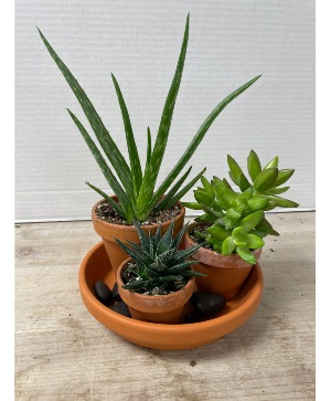 Succulent Garden Plant