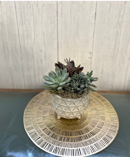 succulent Garden plant