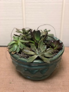 succulent Garden plant garden