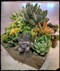 Succulent garden Plants