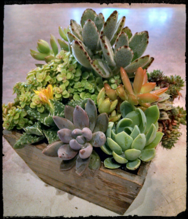 Succulent garden Plants