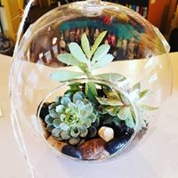 Succulent Garden Plants