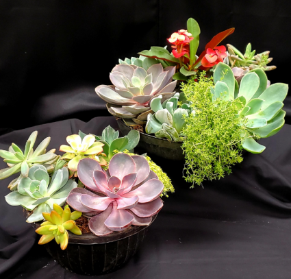 Succulent Plants Garden