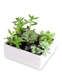 Succulent Garden Plants