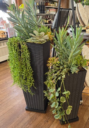 Succulent Garden set 