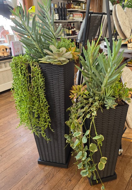 Succulent Garden set 