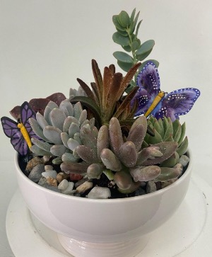 Succulent Garden  Succulent Garden 