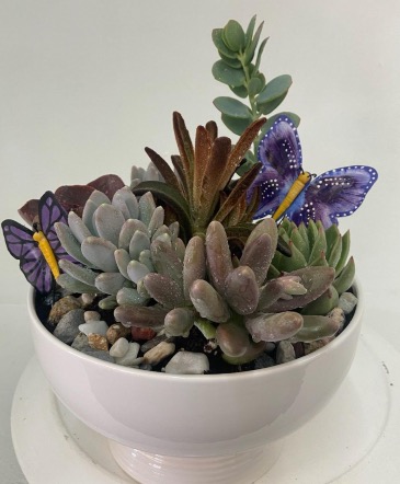 Succulent Garden  Succulent Garden  in Hurricane, UT | Wild Blooms