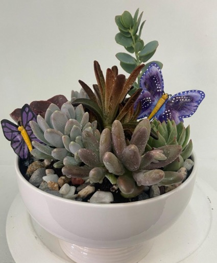 Succulent Garden  Succulent Garden 