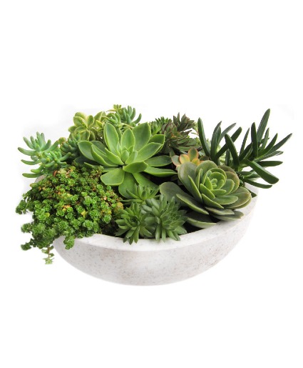 Succulent Garden Succulent Garden