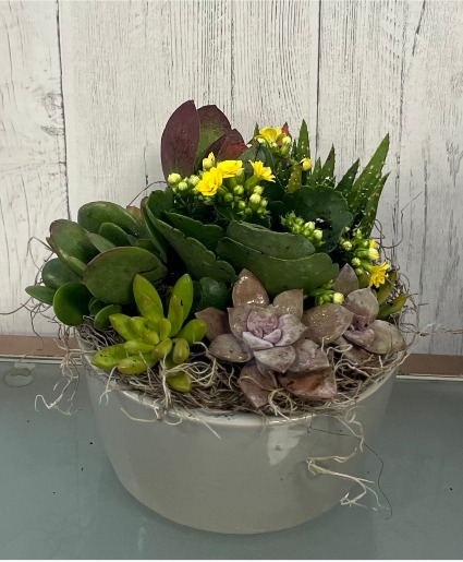 succulent Garden Succulent Plants