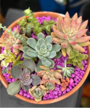 Succulent garden  Succulents