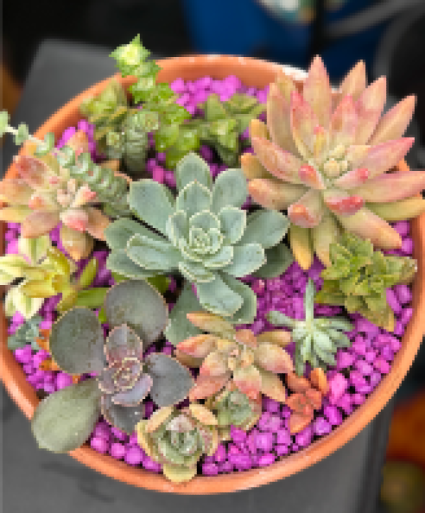Succulent garden  Succulents
