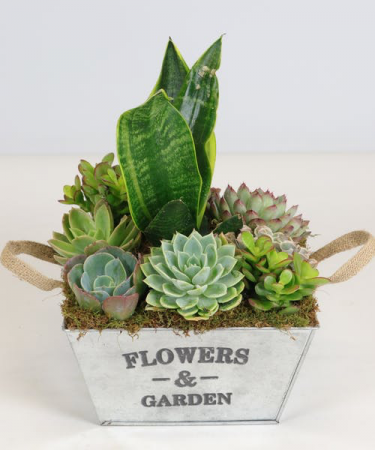  Succulent  Garden Tin 
