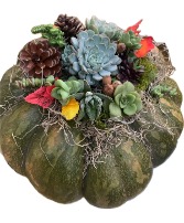 Succulent garden  with fall decor on a large fairytale Pumpkin