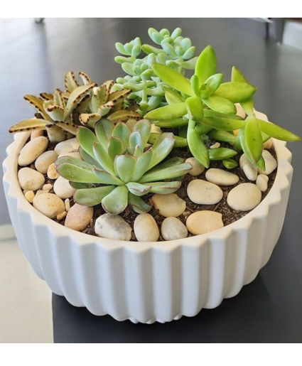 SUCCULENT GARDENS  